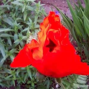 Meet your Posher, Marie